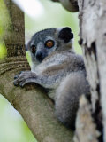 White-Footed Sportive Lemur Sitting on a Tree  Berenty  Madagascar