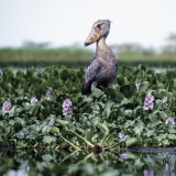 Rare Shoebill  or Whale-Headed Stork Lives in Papyrus Swamps and River Marshes