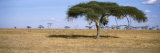 Acacia Trees with Weaver Bird Nests  Antelope and Zebras  Serengeti National Park  Tanzania