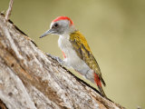Grey Woodpecker Tapping Tree Trunk  Tarangire National Park  Tanzania