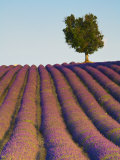Lavender Field  Provence-Alpes-Cote D'Azur  France