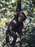 Monkey Hanging from a Tree Branch