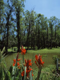 Trees in Swamp  Magnolia Plantation and Gardens  Charleston  Charleston County  South Carolina  USA