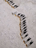 Afar Camel Caravan Crossing the Salt Flats of Lake Assal  Djibouti as Shadows Lengthen in the Late 