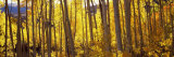 Aspen Trees in Autumn  Colorado  USA