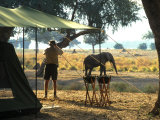 Elephant by John Stevens' Tented Camp  Mana Pools  Zimbabwe