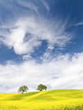 Rape Fields in Orcia Valley  Tuscany  Italy