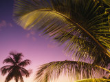 St Lucia  Sunset Through Palms on the Island of St Lucia  Caribbean