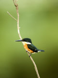 Close-Up of an African Pygmy Kingfisher Perching on a Twig  Cano Negro  Costa Rica