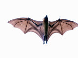 Close-Up of a Madagascan Flying Fox Bat  Berenty  Madagascar