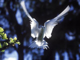 Fairy Tern in Flight  Aride Island