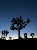 California  Joshua Tree National Park  Joshua Trees  USA