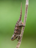 Close-Up of a Dwarf Chameleon  Crater Highlands  Tanzania
