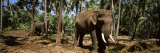 Indian Elephants in a Sanctuary  Punnathurkotta  Guruvayur  Kerala  India