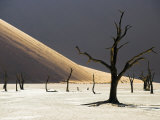 Blackened Camelthorn Trees in Dead Vlei  Near Sossusvlei  Namibia