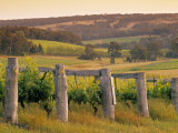 Vineyard  Margaret River  Western Australia  Australia