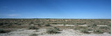Herd of Springboks Grazing in a Landscape  Etosha National Park  Kunene Region  Namibia