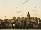 Seagulls Flock Above the Golden Horn  Istanbul  with the Galata Tower in the Background