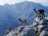 Picos De Europa  Goats Stand on a Ridgeline in the Picos De Europa  Spain