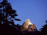 Silhouetted Conifers Frame a View of the Fishtail Peak of Machhapuchhare