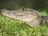Close-Up of Spectacled Caiman  Cano Negro  Costa Rica