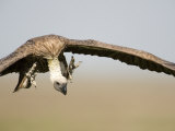 White Backed Vulture in Flight  Masai Mara National Reserve  Kenya