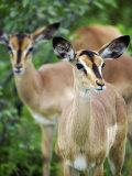 Black Faced Impala in Etosha National Park  Namibia