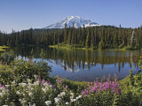 Reflection of Mountain and Trees in Lake  Mt Rainier National Park  Washington State  USA