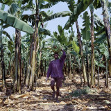 Bananas are Grown Everywhere in Uganda