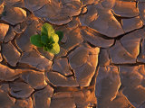 Tenere Desert  New Growth in the Tenere Desert  Niger