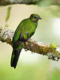Close-Up of a Female Resplendent Quetzal Perching on a Branch  Savegre  Costa Rica