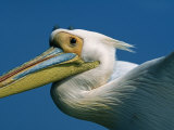 Eastern White Pelicans in Flight over Walvis Bay / Baii