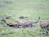 Cheetahs Chasing a Thomson's Gazelle  Masai Mara National Reserve  Kenya