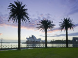 New South Wales  Sydney  Sydney Opera House Through Palms  Australia