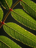 Yorkshire  Yorkshire Dales  Leaves in Closeup on the Yorkshire Dales National Park  England
