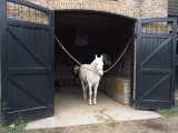 Horse Standing in a Stable  Middleton Place  Charleston  Charleston County  South Carolina  USA