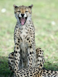 Close-Up of a Cheetah Sitting in a Forest  Ndutu  Ngorongoro  Tanzania