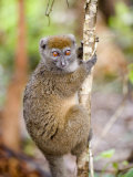Eastern Lesser Bamboo Lemur Climbing a Tree  Lemur Island  Madagascar