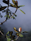 Tropical Rainforest Plants Growing on Volcanic Soils