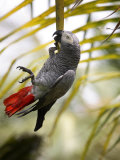 This African Grey Parrot is known as the Papa Gaio Do Principé
