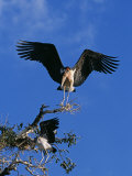 South Luangwa National Park  Marabou Stork and Immature Yellowbilled Stork  Zambia