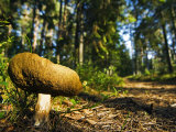 Mushrooms Growing on a Nature Trail  Located in Lahemaa National Park