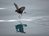 Antarctic Peninsula  Hope Bay  Wilson's Storm Petrel Seems to Walk across Surface of Water