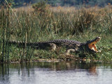 Huge Nile Crocodiles Bask on the Banks of the Victoria Nile Below Murchison Falls