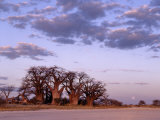 Full Moon Rises over Spectacular Grove of Ancient Baobab Trees  Nxai Pan National Park  Botswana