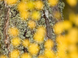 Autumn Abstract  Cairngorms  Highlands  Scotland  UK