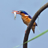 Katavi National Park  A Malachite Kingfisher with a Small Fish Caught in the Katuma River  Tanzania