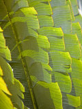 Plants and Vegetation of the Crocker Range Rainforest in Sabah  Borneo