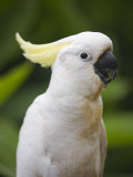 Queensland  Brisbane  Sulphur-Crested Cockatoo  Australia