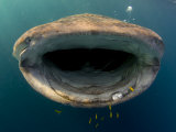 Djibouti  Bay of Tadjourah  A Whale Shark Swims Towards to Camera in the Bay of Tadjourah